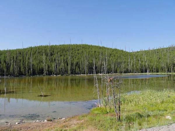Čisté vody Norris Gejzír pánev s bujnými stromy v Yellowsto — Stock fotografie