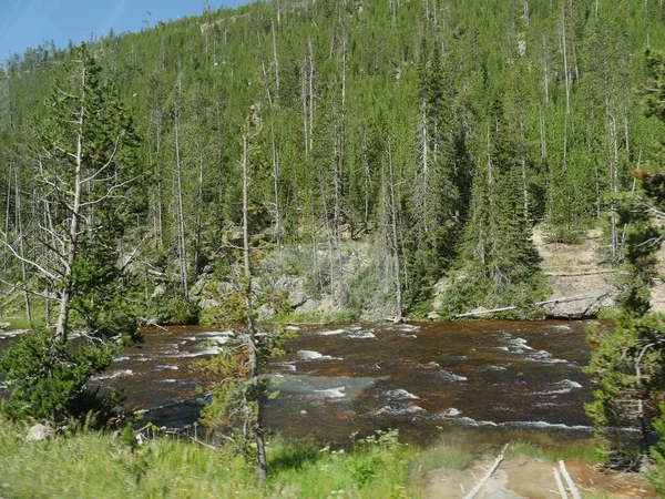 La rivière Yellowstone coule le long de forêts luxuriantes à Yellowstone Nation — Photo