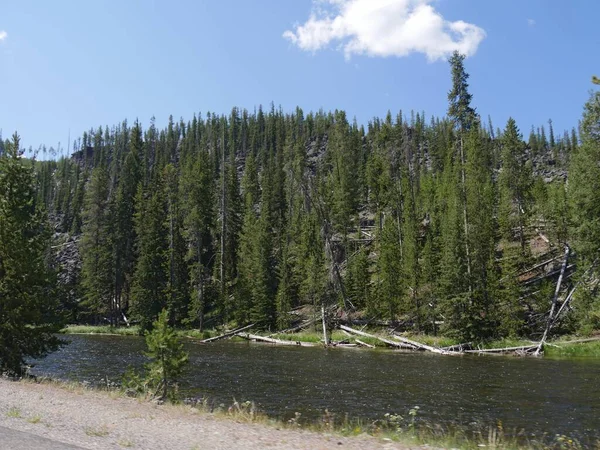 Pinos altos bordean el pintoresco río Yellowstone en Yellowsto —  Fotos de Stock