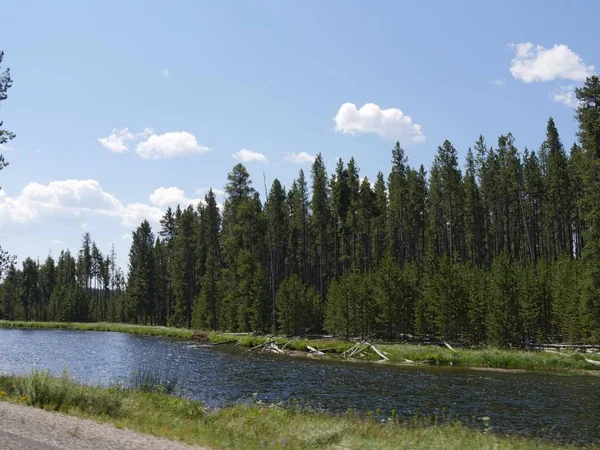 Ποταμός Yellowstone με ψηλά πεύκα στο Yellowstone National P — Φωτογραφία Αρχείου