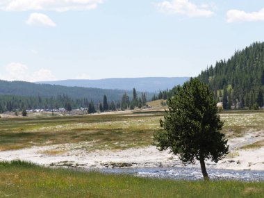 Wyoming 'deki Yellowstone Ulusal Parkı' ndaki Yukarı Gayzer Havzası 'nda genç bir ağaç yetişiyor..