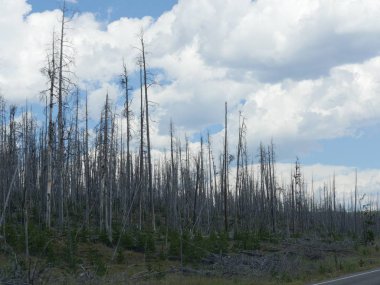 Yellowstone Ulusal Parkı 'nda daha önce yanmış bir bölgede büyüyen genç ağaçlar..