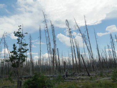 Yellowstone Ulusal Parkı 'ndaki orman yangınlarından kurtulan genç kavak ağaçları.