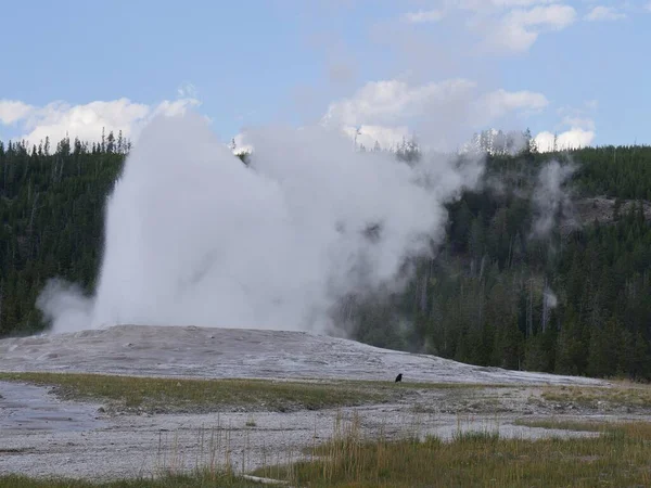 Régi Hűséges Gejzírről Gőz Forró Víz Ömlik Wyoming Yellowstone Nemzeti — Stock Fotó