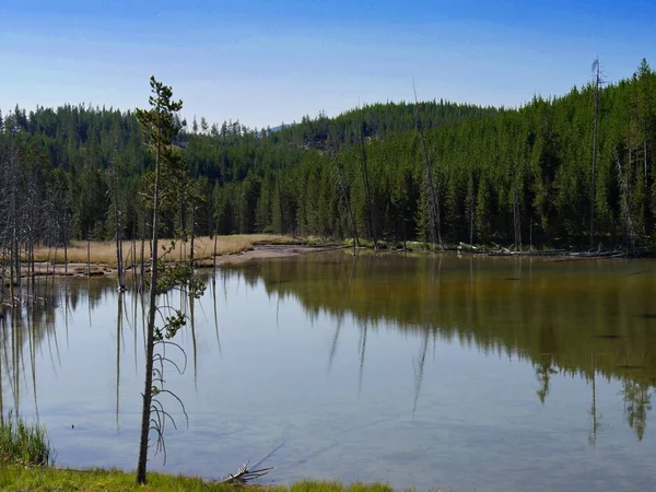 Reflejos Agua Norris Geyser Basin Con Exuberantes Árboles Parque Nacional —  Fotos de Stock