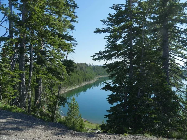 Pins Luxuriants Poussant Bord Lac Yellowstone Parc National Yellowstone Wyoming — Photo