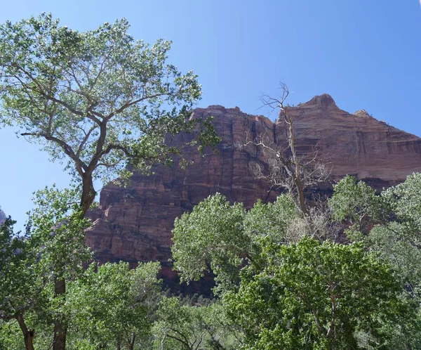 Cropped Shot Red High Cliff Trees Foreground — Stock Photo, Image