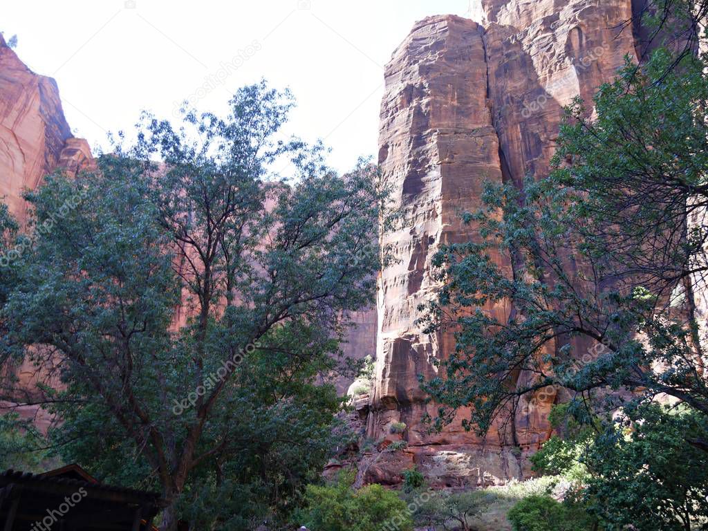 Trees growing on  the banks of Virgin River with red walls of steep cliffs at the Temple of Sinawava, Zion National Park, Utah.