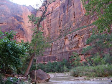 Utah 'taki Zion Ulusal Parkı' ndaki Virgin Nehri 'nin yukarısındaki yüksek kayalık kayalık kayalıklardan oluşan kırmızı duvarların ortalarında..