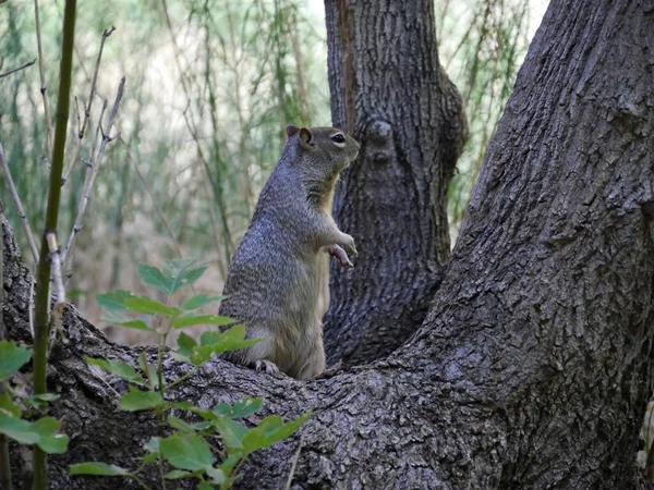 Amplio Plano Una Ardilla Ardilla Parada Entre Cortezas Árboles Bosque — Foto de Stock