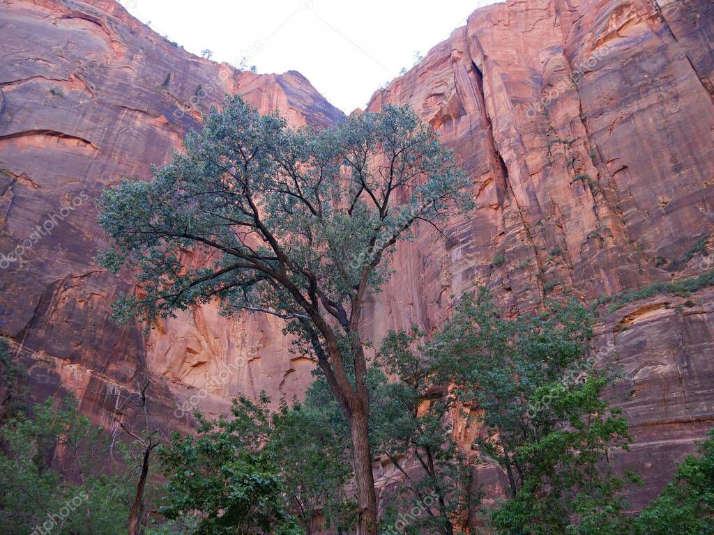 Vista hacia arriba de los altos acantilados y árboles escarpados en el