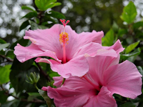 Gros Plan Fleurs Roses Hibiscus Fleurs Avec Bokeh Arrière Plan — Photo