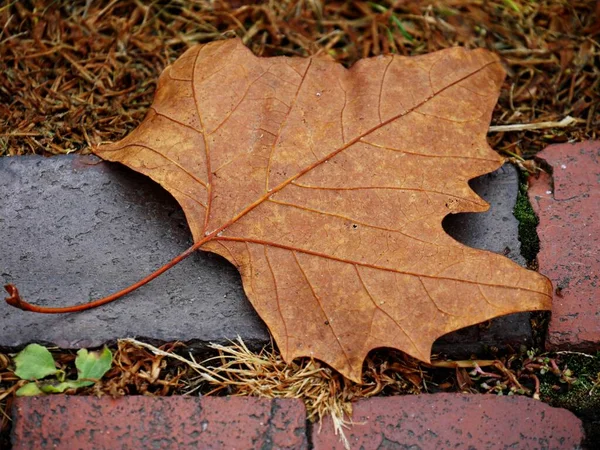 Gros Plan Une Feuille Érable Tombée Sur Une Brique Béton — Photo