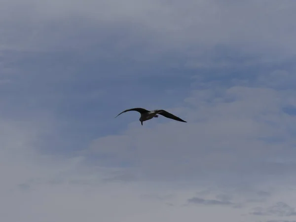 Σιλουέτα Ενός Πουλιού Που Πετά Στον Αέρα Φτερά Απλωμένα — Φωτογραφία Αρχείου