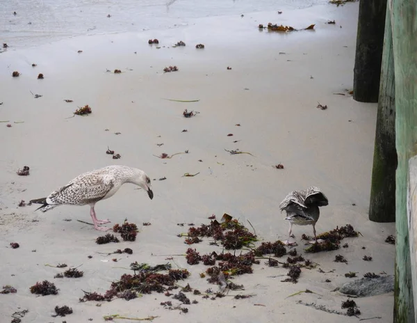 Two birds  pecking for food in the white sandy shores