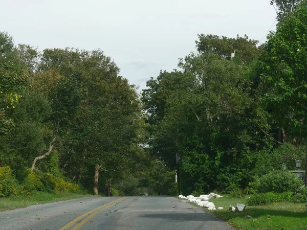 木はアメリカのロードアイランド州のナラガンセットまで舗装された道を通っている — ストック写真