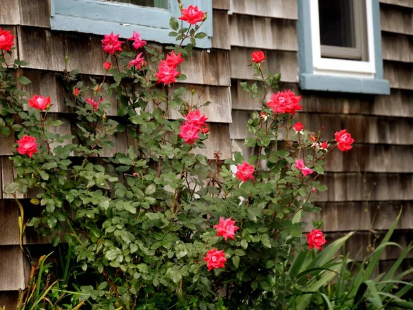 Red roses blooming along the wall outside the window of a wooden house