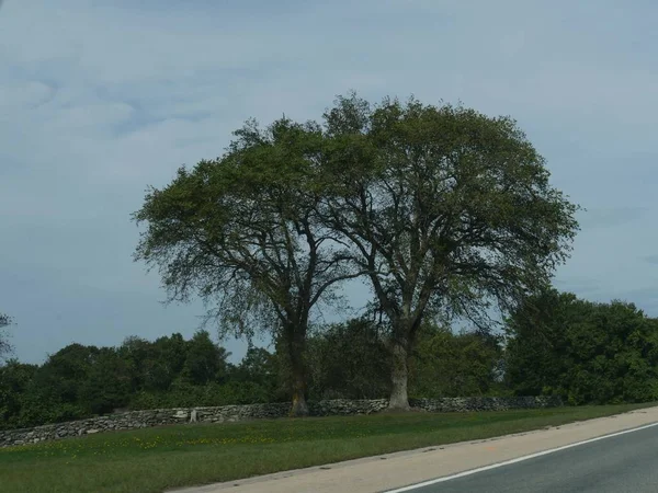 Два Дерева Вдоль Живописной Дороги Вдоль Асфальтированных Дорог — стоковое фото