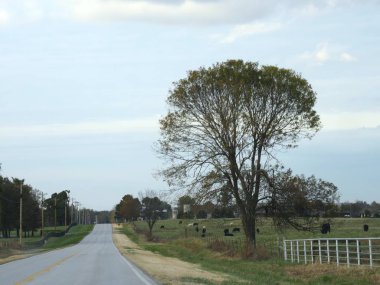 Beyaz çitin yanında yalnız bir ağaç olan Paved Yolu 