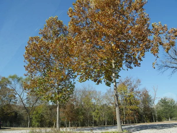Hohe Dünne Bäume Straßenrand Mit Bunten Blättern Herbst — Stockfoto