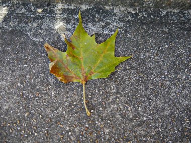 Betonun üzerine düşen yeşil akçaağaç yaprağı