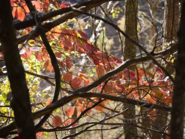 Sonbaharda renkli yaprakları olan ağaç dalları ve dalları