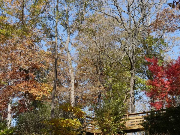 Schöne Farben Des Herbstes Den Bäumen — Stockfoto