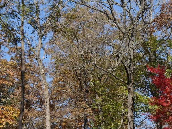 Leuchtende Herbstfarben Den Bäumen — Stockfoto