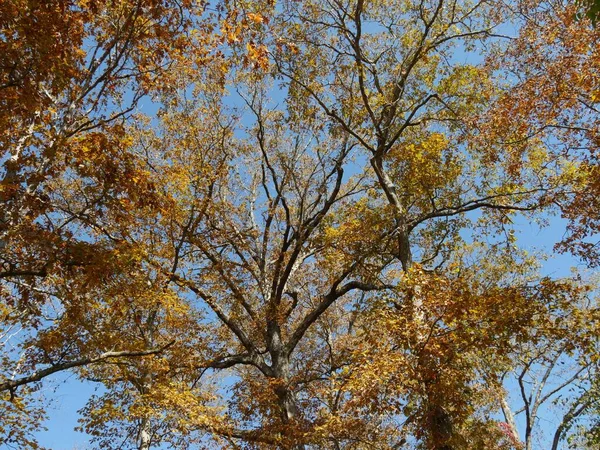 Upward Shot Trees Showcasing Beauty Colors Autumn — Stock Photo, Image