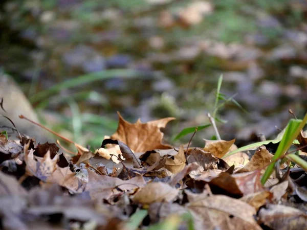 Plan Moyennement Large Une Pile Feuilles Érable Tombées Dans Herbe — Photo