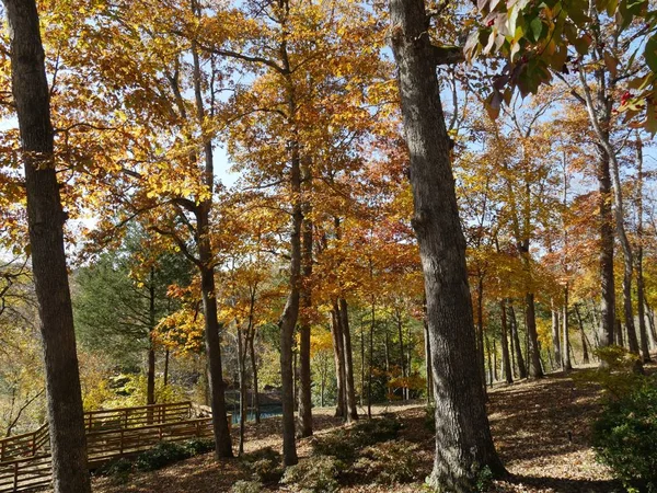 Fák Gyönyörű Színei Ősszel Parkban — Stock Fotó