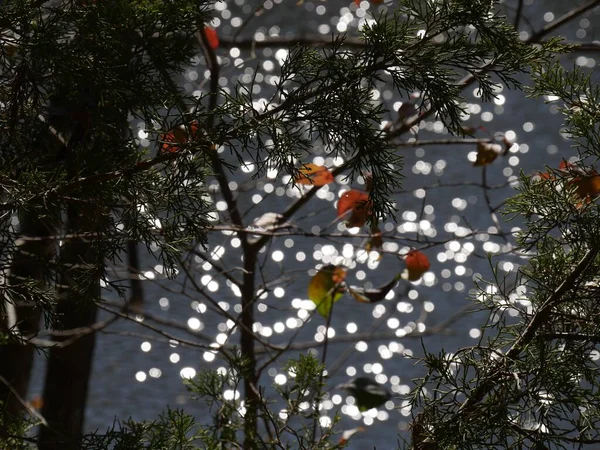 Foglie Pino Bokeh Sul Lungolago — Foto Stock