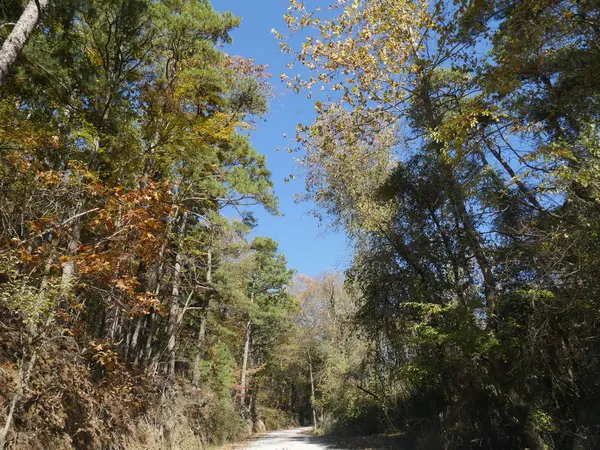 Bunte Bäume Herbst Auf Einer Zerklüfteten Schotterstraße Arkansas — Stockfoto