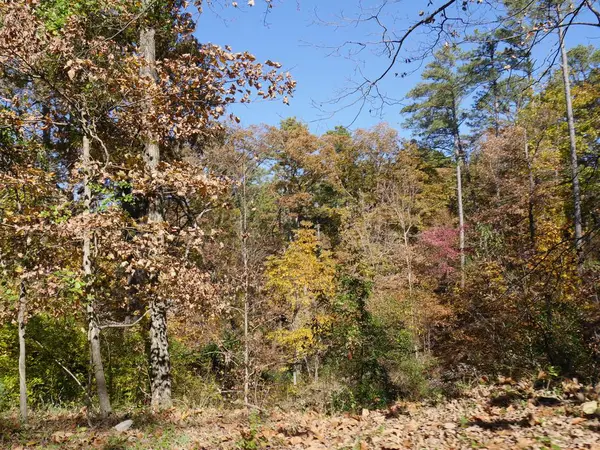 Piękne Kolory Jesieni Drzewach Liściach Arkansas — Zdjęcie stockowe