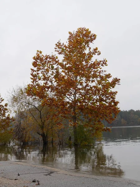 Belas Árvores Com Folhas Cores Vibrantes Junto Lago Longo Estrada — Fotografia de Stock