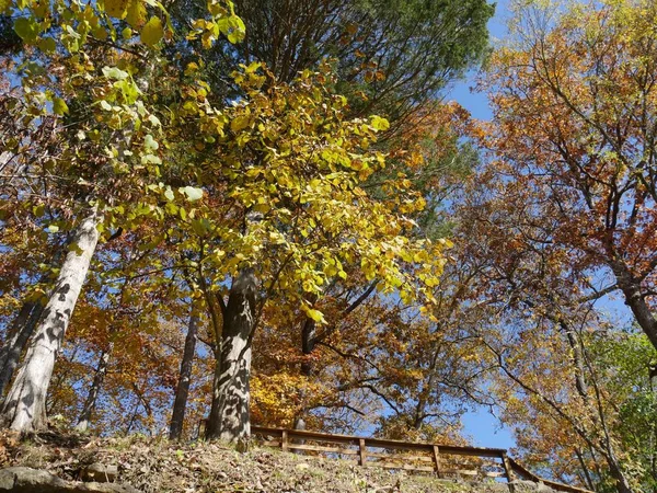 Цветные Деревья Осенью Холмистой Территории Парка — стоковое фото