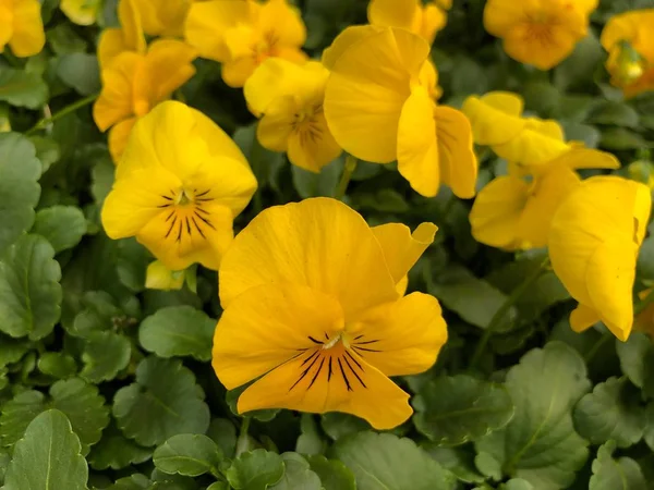 Clusters Flores Violetas Douradas Califórnia Jardim — Fotografia de Stock