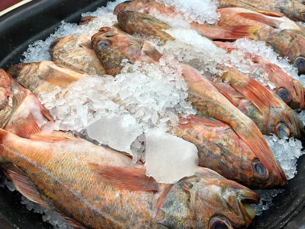 Gros Plan Poisson Vivaneau Rouge Avec Glace Concassée Dans Marché — Photo