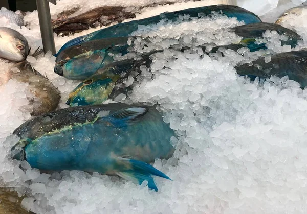 Pez Loro Azul Cubierto Con Hielo Picado Una Sección Mariscos — Foto de Stock