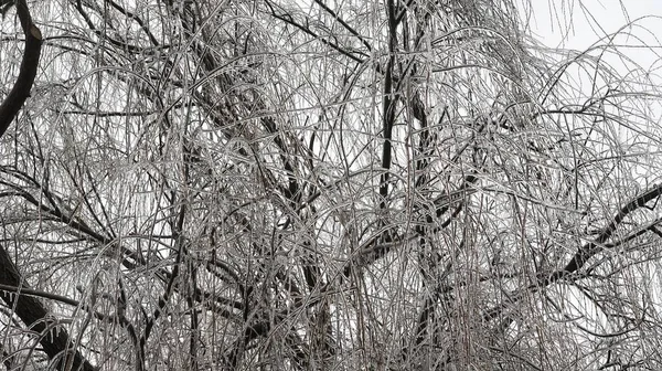 버드나무 가지를 가까이 얼음으로 나무가 — 스톡 사진