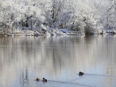 Karlı bir günde bir gölün kenarında yüzen ördekler.