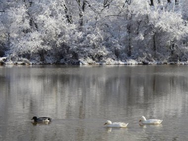 Karlı bir günde bir gölün kenarında yüzen ördekler.