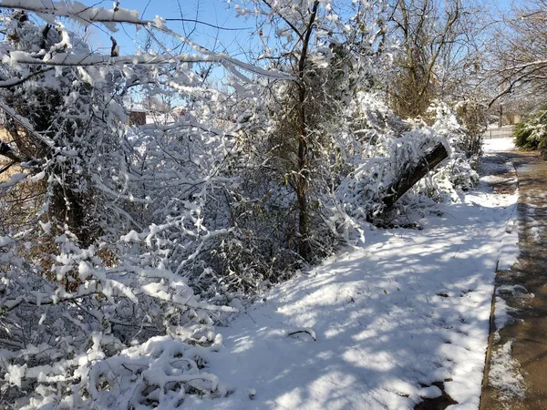 Середній Широкий Знімок Дерев Чагарників Покритих Снігом Бетонній Доріжці — стокове фото