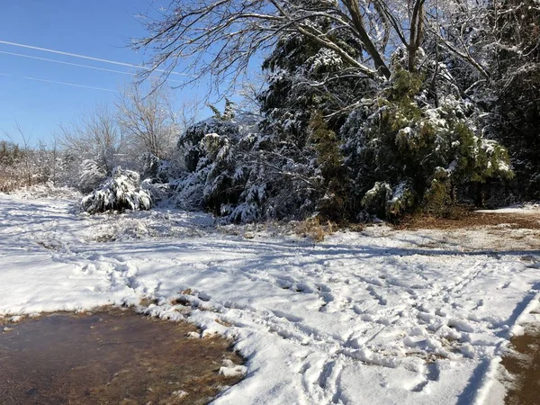 Neve Recém Caída Chão Com Flocos Neve Nas Árvores — Fotografia de Stock