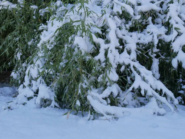 잎없는 소나무의 중간쯤되는 가지와 가지는 겨울에 얼음으로 뒤덮여 — 스톡 사진