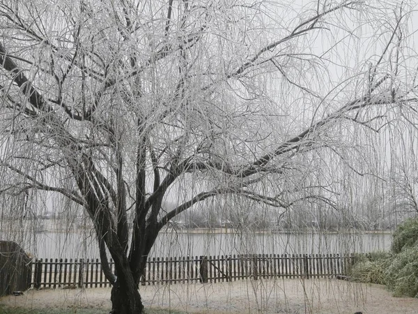 Cropped Shot Willow Tree Pond Covered Icycles Winter — Stock Photo, Image