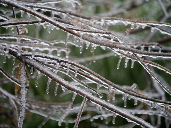 Eiszapfen Die Winter Ästen Und Zweigen Eines Baumes Hängen — Stockfoto