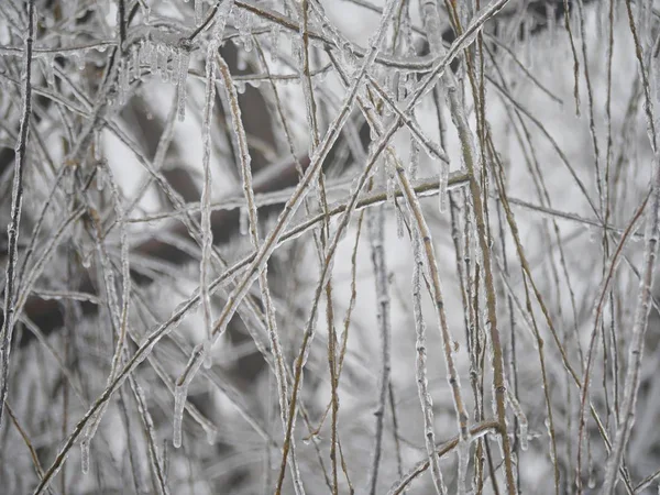얼음으로 버드나무 가지들의 아름다운 — 스톡 사진