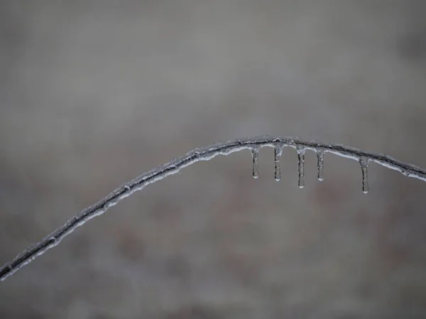 Galho Curvo Coberto Gelo Com Gelo Pendurado Congelado — Fotografia de Stock