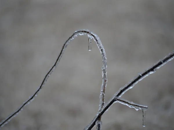 Brindilles Courbes Arbre Totalement Couvert Glace Neige Fondue — Photo